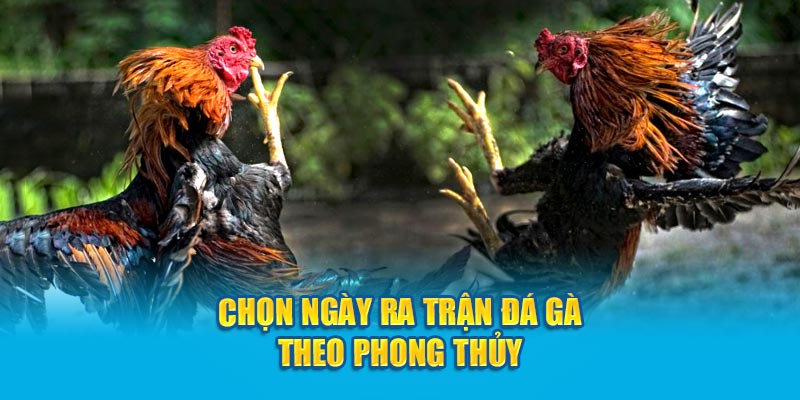 Chọn ngày ra trận đá gà theo phong thủy