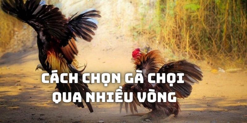 Cách chọn gà chọi qua nhiều vòng để không bỏ lỡ các linh kê tiềm năng