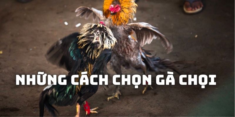 Phân tích những cách sàng lọc gà chọi có tính chính xác cao